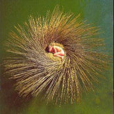 Ovo - Peter Gabriel [CD] - Vinyl8