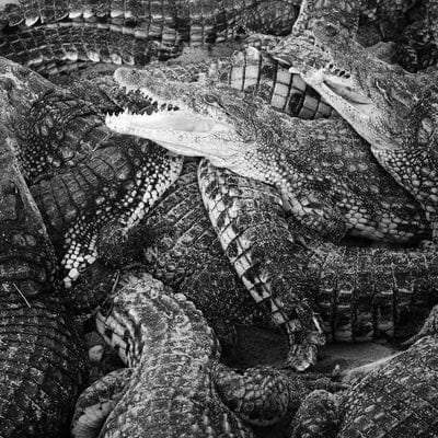 Like Water Through the Sand - Emilie Levienaise-Farrouch [CD]