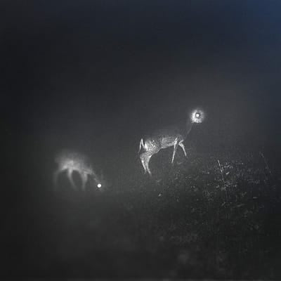 Bliss Signal - Bliss Signal [VINYL] - Vinyl8