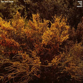 Tracing Back the Radiance:   - Jefre Cantu-Ledesma [VINYL] - Vinyl8