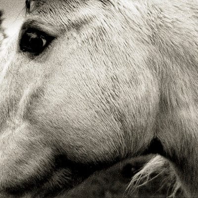 Bonny Light Horseman:   - Bonny Light Horseman [CD]